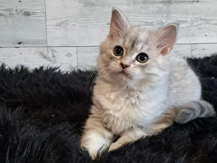 Shacoon