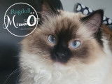 Melanimo