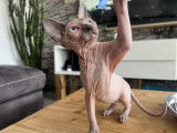 Sphynx Lover’S