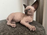 Sphynx Lover’S