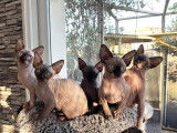 Sphynx Lover’S