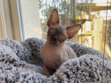 Sphynx Lover’S