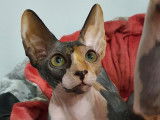 D' Aumaely Sphynx