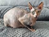 D' Aumaely Sphynx