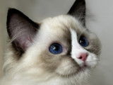 VeryChic Ragdoll