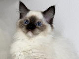VeryChic Ragdoll