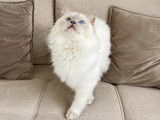 VeryChic Ragdoll