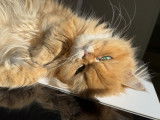Des Quatres Patounes