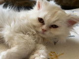 Des Quatres Patounes