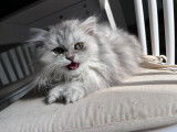 Des Quatres Patounes