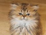 Des Quatres Patounes