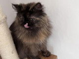 Des Quatres Patounes