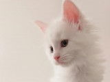 Des Fab'Plessy Cats