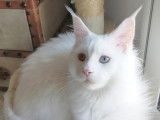 Des Fab'Plessy Cats