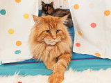 Des Fab'Plessy Cats