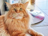 Des Fab'Plessy Cats