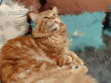 Des Fab'Plessy Cats