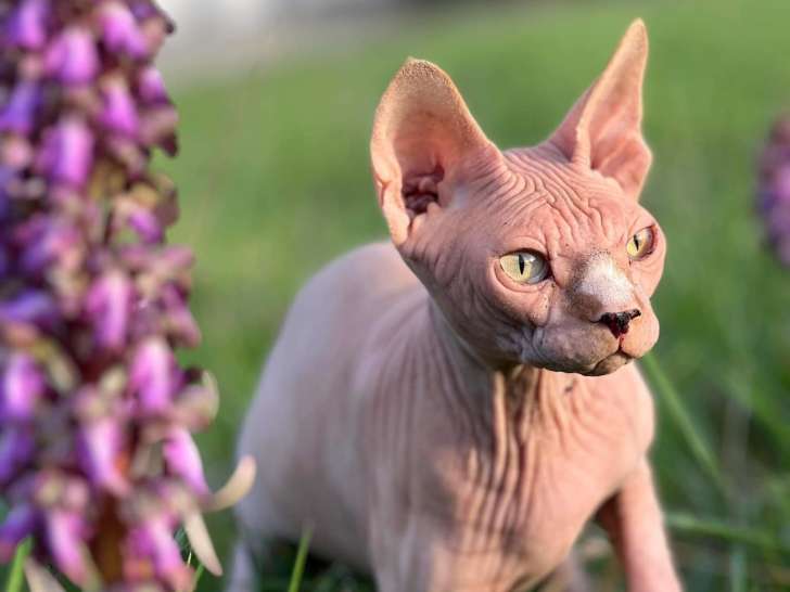 De la patte à l'âme