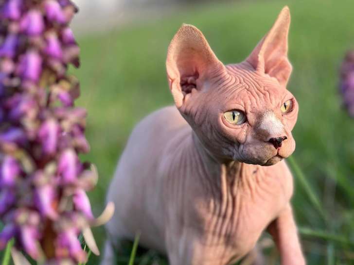 De la patte &agrave; l'&acirc;me