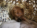Des Boiratoux Cat's