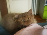 Des Boiratoux Cat's
