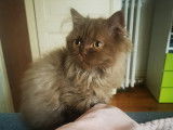 Des Boiratoux Cat's