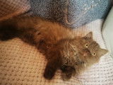 Des Boiratoux Cat's