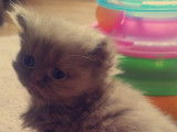 Des Boiratoux Cat's