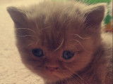 Des Boiratoux Cat's
