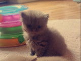 Des Boiratoux Cat's