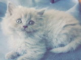 Des Boiratoux Cat's