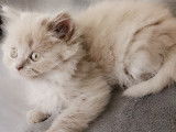 Des Boiratoux Cat's