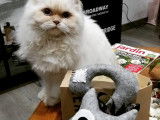 Des Boiratoux Cat's