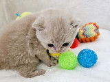 Des Boiratoux Cat's