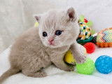 Des Boiratoux Cat's