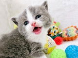 Des Boiratoux Cat's
