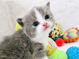 Des Boiratoux Cat's