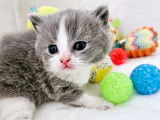 Des Boiratoux Cat's
