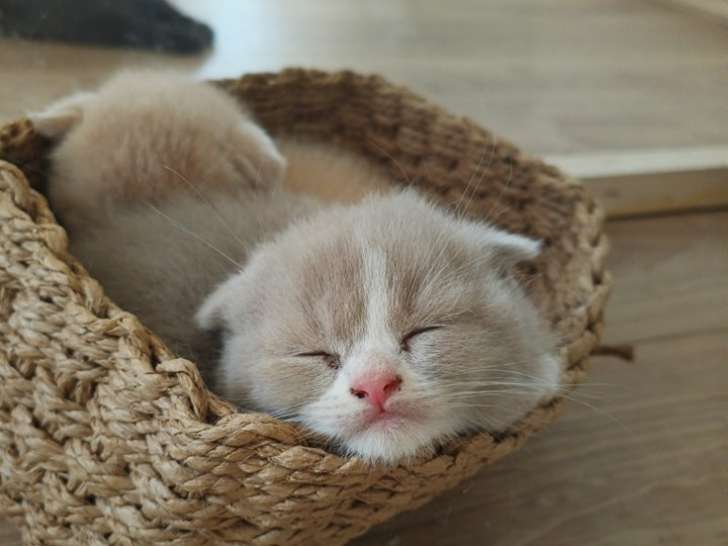 Des Boiratoux Cat's
