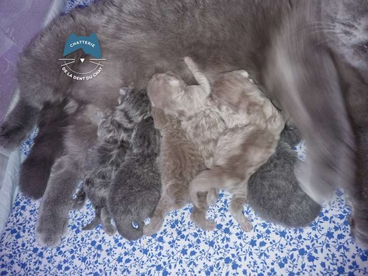 De la Dent du Chat