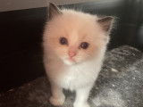 Snowy Blue Eyes