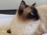 Snowy Blue Eyes