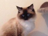 Snowy Blue Eyes
