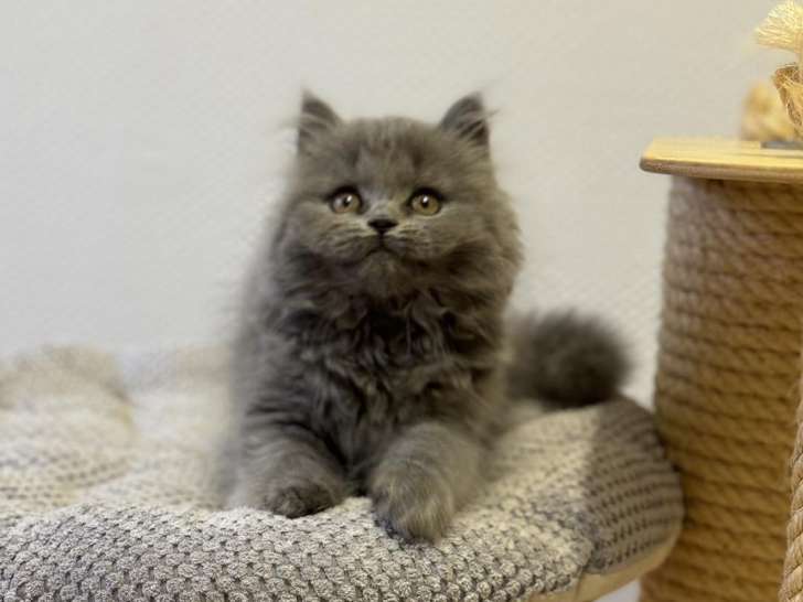 Chatterie des Charmandises