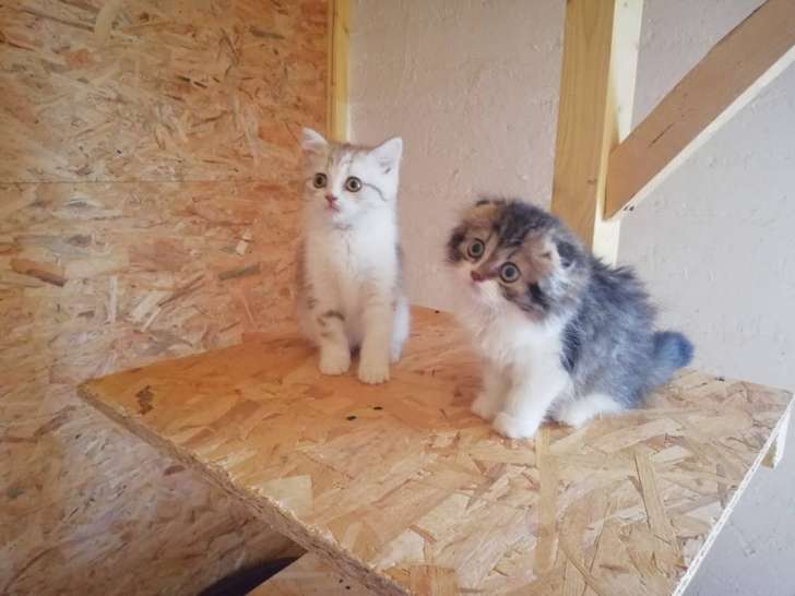 Of Pretty Little Cat