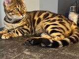 Mère : Uriana de LAF de l’élevage de la BENGALCHIMIE Robe: brown tabby (motif spotted/rosettes) Pedigree : LOOF 2023.30764