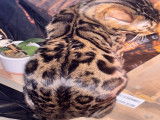 Robe magnifique Brown tabby ( spotted rosettes)