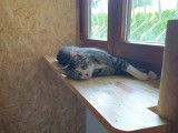 Patoune et Compagnie