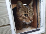 Patoune et Compagnie