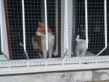 Patoune et Compagnie